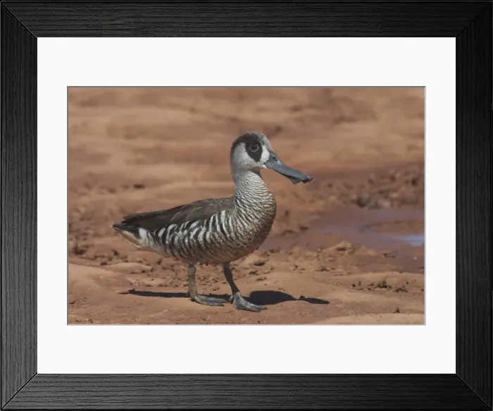 Framed Print : Pink-eared Duck - At drying pool, Lajamanu, an aboriginal settlement on the northern edge of the Tanami Desert. Northern Territory, Australia. Found throughout most of Australia where there is suitable water Framed Print : Pink-eared Duck - At drying pool, Lajamanu, an aboriginal settlement on the northern edge of the Tanami Desert. Northern Territory, Australia. Found throughout most of Australia where there is suitable water