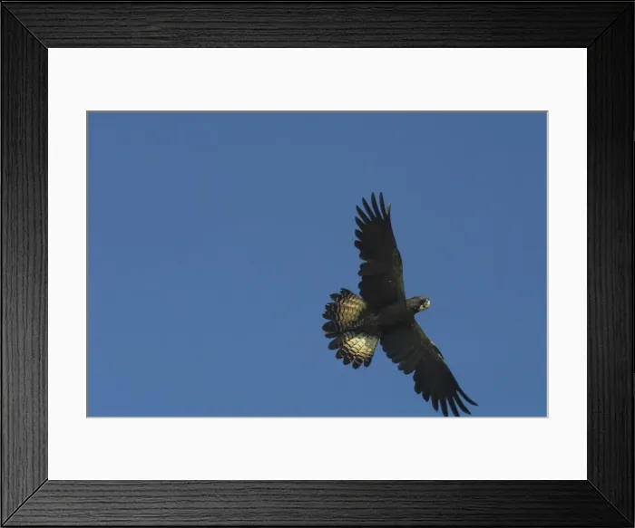 Framed Print : Red-tailed Black-Cockatoo - female, in flight. A huge magnificent cockatoo that travels to water in the mornings in noisy flocks Near Lajamanu an aboriginal settlement on the northern edge of the Tanami Desert Framed Print : Red-tailed Black-Cockatoo - female, in flight. A huge magnificent cockatoo that travels to water in the mornings in noisy flocks Near Lajamanu an aboriginal settlement on the northern edge of the Tanami Desert