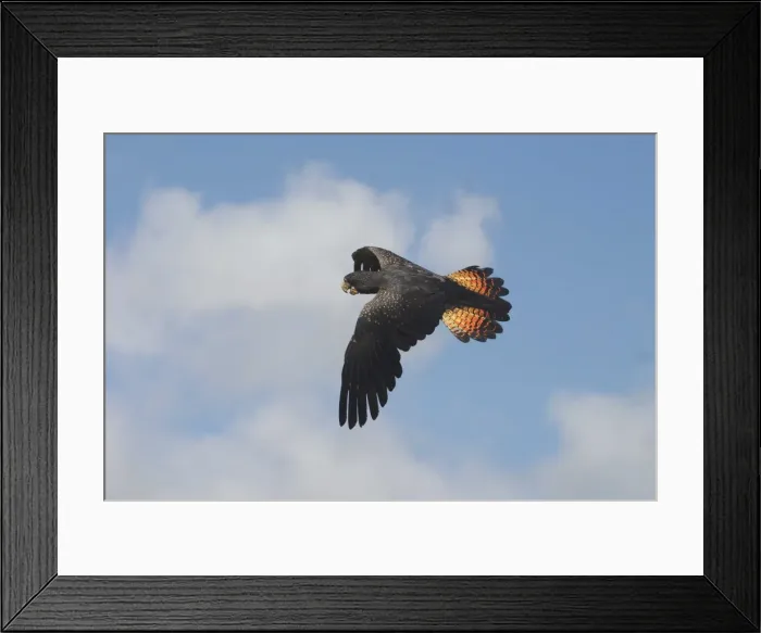 Framed Print : Red-tailed Black-Cockatoo - Female, in flight. A huge magnificent cockatoo that travels to water in the mornings in noisy flocks Near Lajamanu an aboriginal settlement on the northern edge of the Tanami Desert Framed Print : Red-tailed Black-Cockatoo - Female, in flight. A huge magnificent cockatoo that travels to water in the mornings in noisy flocks Near Lajamanu an aboriginal settlement on the northern edge of the Tanami Desert