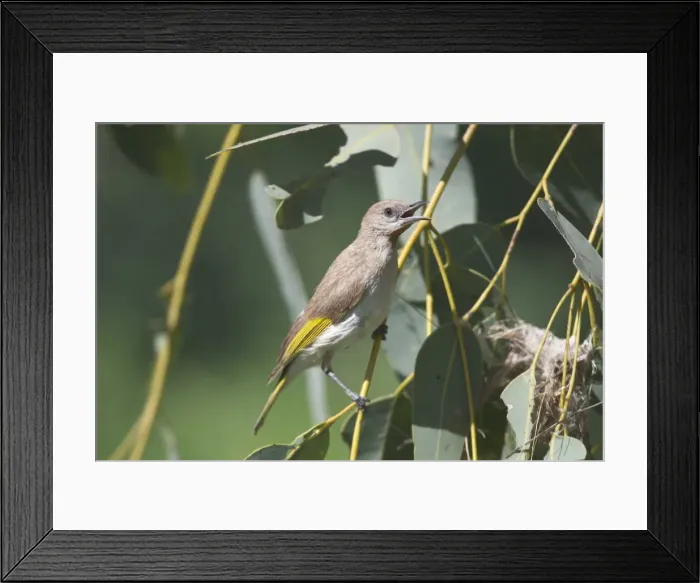 Framed Print : Rufous-throated Honeyeater - Singing near nest, At Lajamanu an aboriginal community on the northern edge of the Tanami Desert. Northern Territory, Australia Framed Print : Rufous-throated Honeyeater - Singing near nest, At Lajamanu an aboriginal community on the northern edge of the Tanami Desert. Northern Territory, Australia