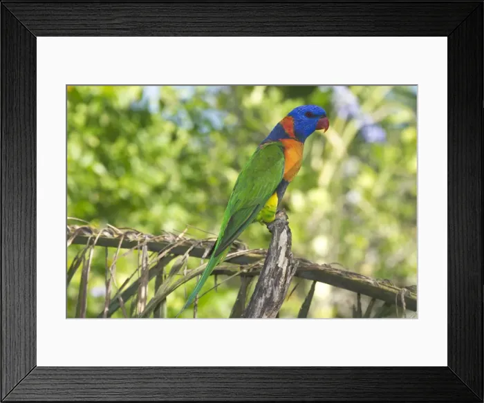 Framed Print : Red-collared Lorikeet - May be conspecific with Rainbow Lorikeet. If so Trichoglossus haematodus rubritorquatus. Wild bird at a Pine Creek motel attracted to food. Northern Territory, Australia. Found only in northern Australia Framed Print : Red-collared Lorikeet - May be conspecific with Rainbow Lorikeet. If so Trichoglossus haematodus rubritorquatus. Wild bird at a Pine Creek motel attracted to food. Northern Territory, Australia. Found only in northern Australia