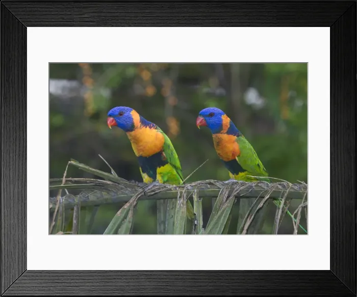 Framed Print : Red-collared Lorikeets - May be conspecific with Rainbow Lorikeet. If so Trichoglossus haematodus rubritorquatus. Wild bird at a Pine Creek motel attracted to food. Northern Territory, Australia. Found only in northern Australia Framed Print : Red-collared Lorikeets - May be conspecific with Rainbow Lorikeet. If so Trichoglossus haematodus rubritorquatus. Wild bird at a Pine Creek motel attracted to food. Northern Territory, Australia. Found only in northern Australia