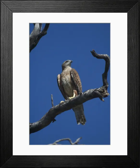 Framed Print : Red Goshawk - Largest Australian Goshawk. Rare and vulnerable. At Mataranka, Northern Territory, Australia. Found throughout north and north-eastern Australia but a very scarce bird much sought after by twitchers Framed Print : Red Goshawk - Largest Australian Goshawk. Rare and vulnerable. At Mataranka, Northern Territory, Australia. Found throughout north and north-eastern Australia but a very scarce bird much sought after by twitchers