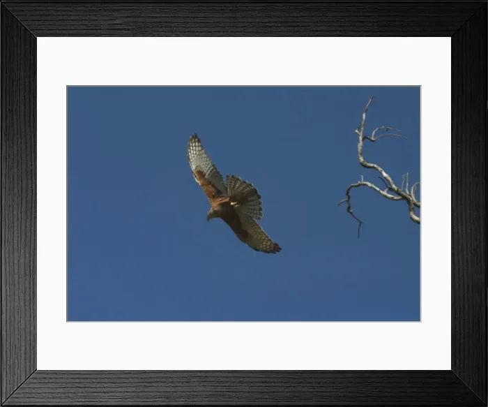 Framed Print : Red Goshawk - in flight. Largest Australian goshawk. Rare and vulnerable. At Mataranka, Northern Territory, Australia. Found throughout north and north-eastern Australia but a very scarce bird much sought after by twitchers Framed Print : Red Goshawk - in flight. Largest Australian goshawk. Rare and vulnerable. At Mataranka, Northern Territory, Australia. Found throughout north and north-eastern Australia but a very scarce bird much sought after by twitchers