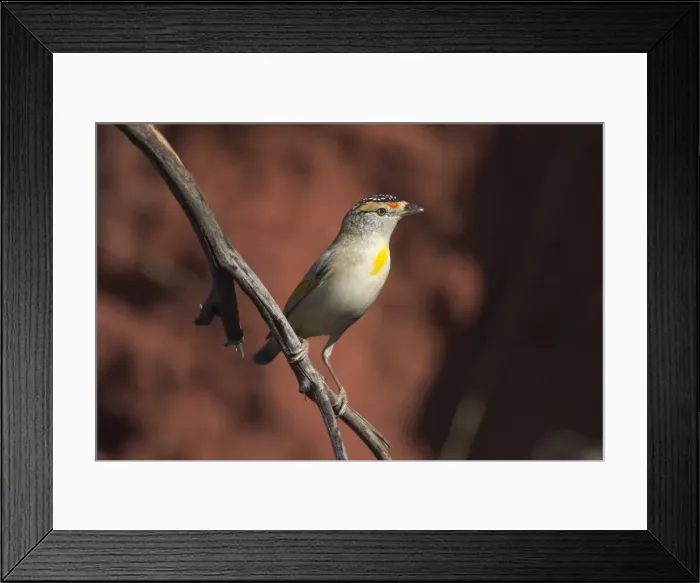 Framed Print : Red-browed Pardalote At Lajamanu, an aboriginal settlement on the northern edge of the Tanami Desert. Northern Territory, Australia. An unusual pale-eyed large-billed pardalote, quite common throughout northern inland areas of Australia Framed Print : Red-browed Pardalote At Lajamanu, an aboriginal settlement on the northern edge of the Tanami Desert. Northern Territory, Australia. An unusual pale-eyed large-billed pardalote, quite common throughout northern inland areas of Australia