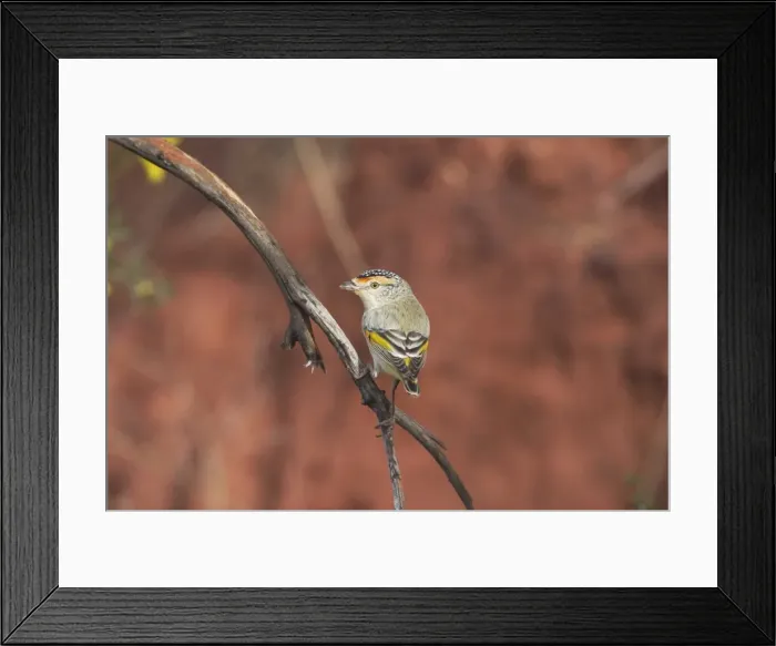 Framed Print : Red-browed Pardalote At Lajamanu an aboriginal settlement on the northern edge of the Tanami Desert. Northern Territory, Australia. An unusual pale-eyed large-billed pardalote, quite common throughout northern inland areas of Australia Framed Print : Red-browed Pardalote At Lajamanu an aboriginal settlement on the northern edge of the Tanami Desert. Northern Territory, Australia. An unusual pale-eyed large-billed pardalote, quite common throughout northern inland areas of Australia