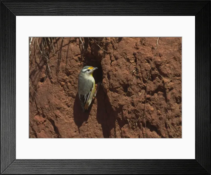Framed Print : Striated Pardalote - At nest site. This race was previously known as a full species named Black-headed Pardalote, i. e. lacking the striations on the head that gives this species its name. At Lajamanu an aboriginal settlement