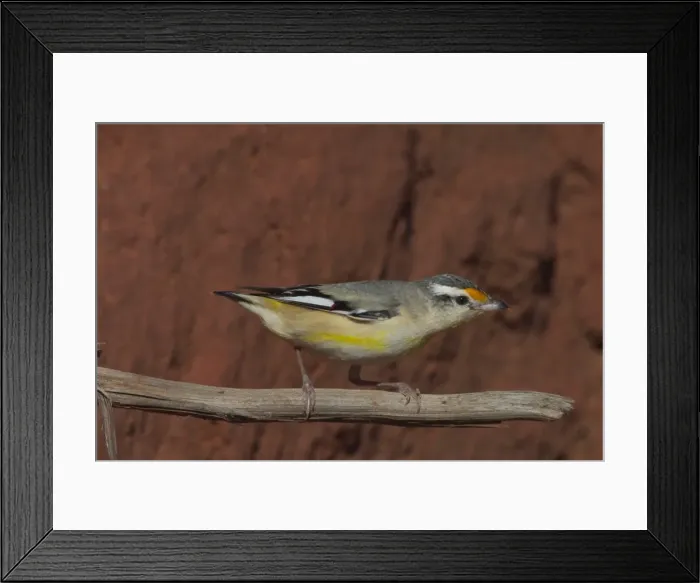 Framed Print : Striated Pardalote - Near nest site. This race was previously known as a full species named Black-headed Pardalote, i. e. lacking the striations on the head that gives this species its name. At Lajamanu an aboriginal settlement Framed Print : Striated Pardalote - Near nest site. This race was previously known as a full species named Black-headed Pardalote, i. e. lacking the striations on the head that gives this species its name. At Lajamanu an aboriginal settlement
