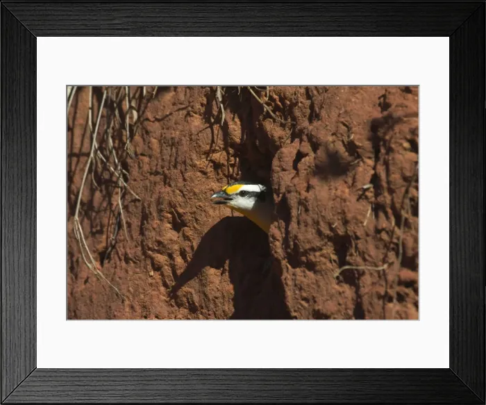 Framed Print : Striated Pardalote - Emerging from nest hole. This race was previously known as a full species named Black-headed Pardalote, i. e. lacking the striations on the head that gives this species its name. At Lajamanu an aboriginal settlement Framed Print : Striated Pardalote - Emerging from nest hole. This race was previously known as a full species named Black-headed Pardalote, i. e. lacking the striations on the head that gives this species its name. At Lajamanu an aboriginal settlement