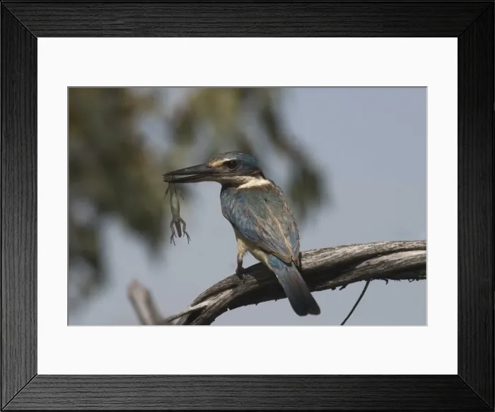 Framed Print : Sacred Kingfisher At Lajamanu an aboriginal community on the northern edge of the Tanami Desert. Northern Territory, Australia. Inhabits coastal areas, mudflats and mangroves to semi-arid scrublands and dry grassy woodlands of the interior