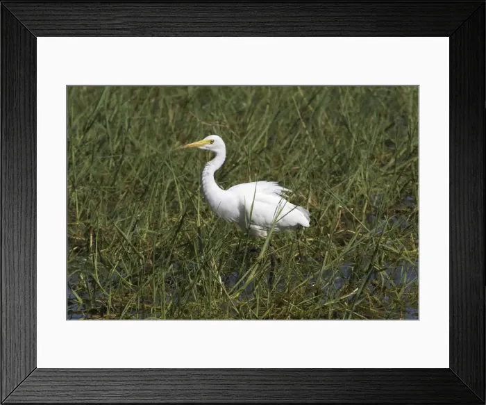 Framed Print : Intermediate Egret At Marlgu Billabong, part of the Parry Lagoons Nature Reserve on the Lower Ord River Floodplain. Near Wyndham Western Australia. Australia Framed Print : Intermediate Egret At Marlgu Billabong, part of the Parry Lagoons Nature Reserve on the Lower Ord River Floodplain. Near Wyndham Western Australia. Australia