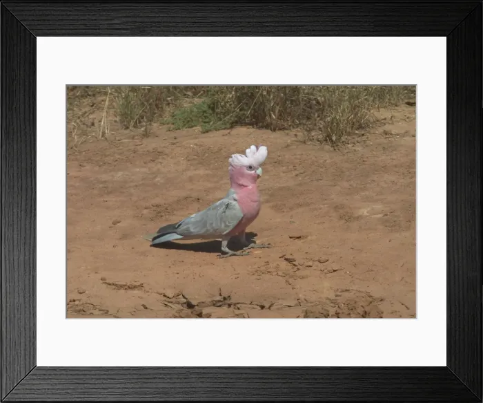 Framed Print : Galah - Near drying pool - Being a seed eater is disliked by grain farmers. Abundant. Often in large flocks Near Lajamanu an aboriginal settlement on the northern edge of the Tanami Desert. Northern Territory, Australia Framed Print : Galah - Near drying pool - Being a seed eater is disliked by grain farmers. Abundant. Often in large flocks Near Lajamanu an aboriginal settlement on the northern edge of the Tanami Desert. Northern Territory, Australia