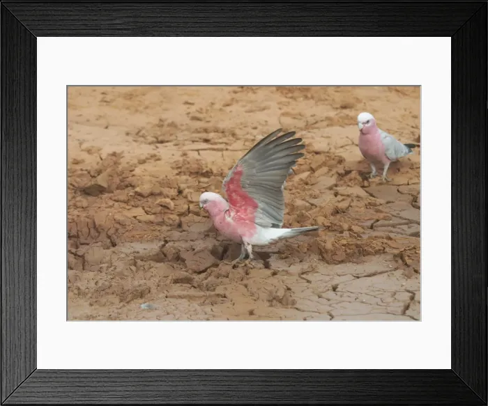 Framed Print : Galahs - At drying pool - Being a seed eater is disliked by grain farmers. Abundant. Often in large flocks Near Lajamanu an aboriginal settlement on the northern edge of the Tanami Desert. Northern Territory, Australia Framed Print : Galahs - At drying pool - Being a seed eater is disliked by grain farmers. Abundant. Often in large flocks Near Lajamanu an aboriginal settlement on the northern edge of the Tanami Desert. Northern Territory, Australia