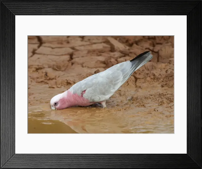 Framed Print : Galah - Drinking at drying pool - Being a seed eater is disliked by grain farmers. Abundant. Often in large flocks Near Lajamanu an aboriginal settlement on the northern edge of the Tanami Desert. Northern Territory, Australia Framed Print : Galah - Drinking at drying pool - Being a seed eater is disliked by grain farmers. Abundant. Often in large flocks Near Lajamanu an aboriginal settlement on the northern edge of the Tanami Desert. Northern Territory, Australia
