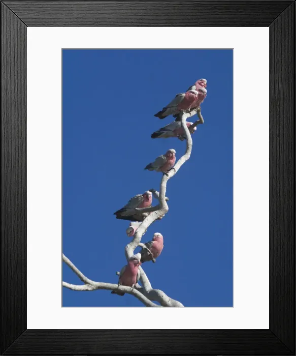 Framed Print : Galahs - On tree branch - Being a seed eater is disliked by grain farmers. Abundant. Often in large flocks At Lajamanu an aboriginal settlement on the northern edge of the Tanami Desert. Northern Territory, Australia Framed Print : Galahs - On tree branch - Being a seed eater is disliked by grain farmers. Abundant. Often in large flocks At Lajamanu an aboriginal settlement on the northern edge of the Tanami Desert. Northern Territory, Australia