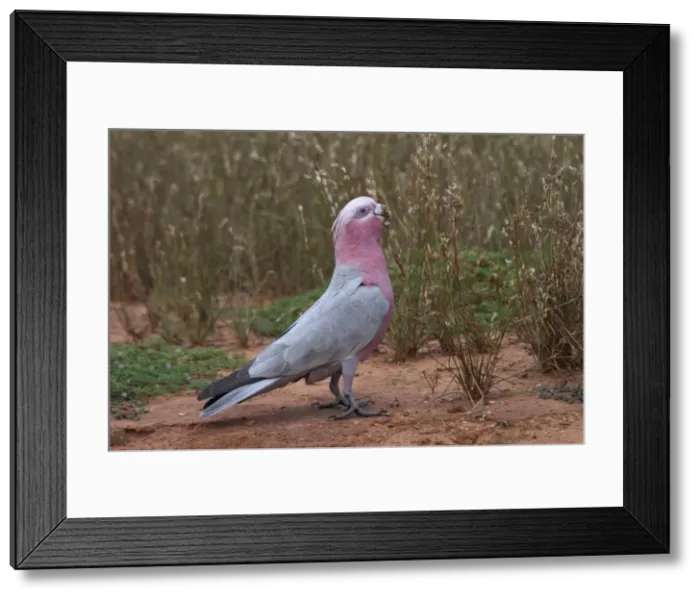 Framed Print : Galah - Eating wild seeds - Being a seed eater is disliked by grain farmers. Abundant. Often in large flocks At Lajamanu an aboriginal settlement on the northern edge of the Tanami Desert. Northern Territory, Australia Framed Print : Galah - Eating wild seeds - Being a seed eater is disliked by grain farmers. Abundant. Often in large flocks At Lajamanu an aboriginal settlement on the northern edge of the Tanami Desert. Northern Territory, Australia