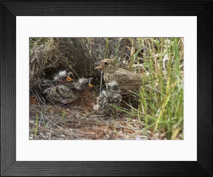 Framed Print : Singing Bush-lark / Horsfield's Bushlark - Parent with chicks At Lajamanu an aboriginal community on the northern edge of the Tanami Desert. Northern Territory, Australia Framed Print : Singing Bush-lark / Horsfield's Bushlark - Parent with chicks At Lajamanu an aboriginal community on the northern edge of the Tanami Desert. Northern Territory, Australia