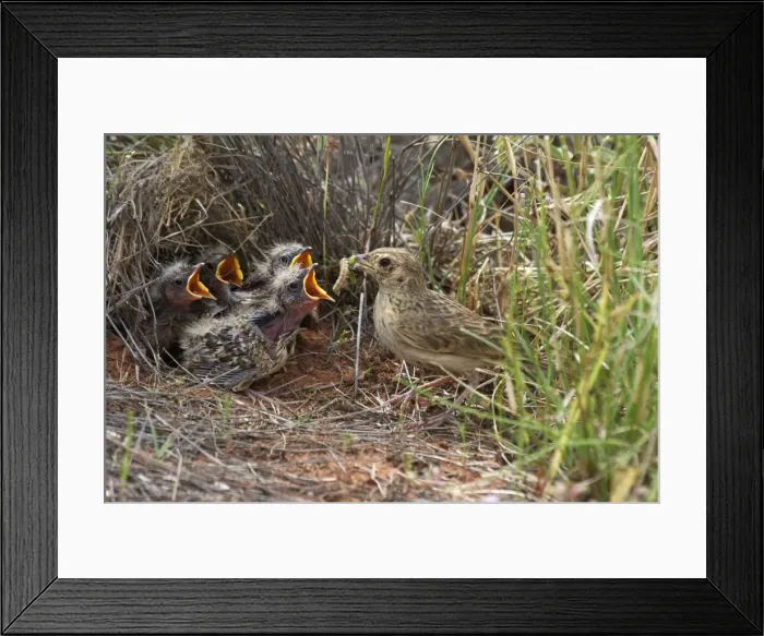 Framed Print : Singing Bush-lark / Horsfield's Bushlark - With food for chicks at nest. At Lajamanu an aboriginal community on the northern edge of the Tanami Desert. Northern Territory, Australia Framed Print : Singing Bush-lark / Horsfield's Bushlark - With food for chicks at nest. At Lajamanu an aboriginal community on the northern edge of the Tanami Desert. Northern Territory, Australia