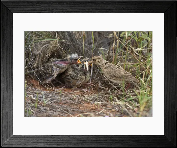 Framed Print : Singing Bush-lark / Horsfield's Bushlark - Feeding chicks at nest. At Lajamanu an aboriginal community on the northern edge of the Tanami Desert. Northern Territory, Australia Framed Print : Singing Bush-lark / Horsfield's Bushlark - Feeding chicks at nest. At Lajamanu an aboriginal community on the northern edge of the Tanami Desert. Northern Territory, Australia