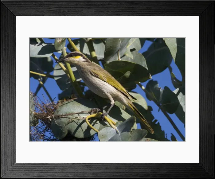 Framed Print : Singing Honeyeater At Lajamanu an aboriginal settlement on the northern edge of the Tanami Desert. Northern Territory, Australia. Found throughout most of Australia except for the eastern seaboard. Both sedentary and nomadic Framed Print : Singing Honeyeater At Lajamanu an aboriginal settlement on the northern edge of the Tanami Desert. Northern Territory, Australia. Found throughout most of Australia except for the eastern seaboard. Both sedentary and nomadic