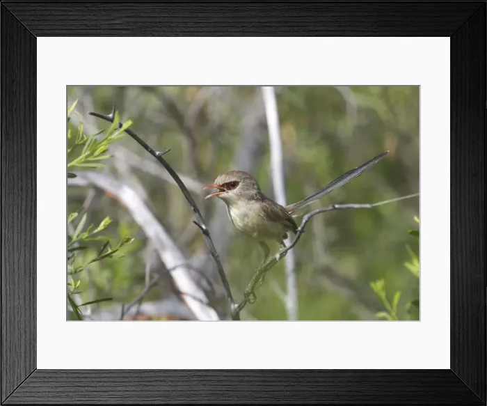 Framed Print : Variegated Fairywren - female. At Lajamanu an aboriginal community on the northern edge of the Tanami Desert. Northern Territory, Australia. Widespread throughout most of Australia inhabiting a wide variety of habitats from coastal Framed Print : Variegated Fairywren - female. At Lajamanu an aboriginal community on the northern edge of the Tanami Desert. Northern Territory, Australia. Widespread throughout most of Australia inhabiting a wide variety of habitats from coastal