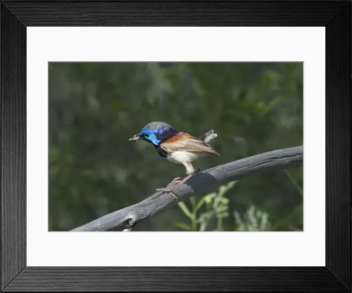 Framed Print : Variegated Fairywren - Male with new tail starting to grow. At Lajamanu an aboriginal community on the northern edge of the Tanami Desert. Northern Territory, Australia Framed Print : Variegated Fairywren - Male with new tail starting to grow. At Lajamanu an aboriginal community on the northern edge of the Tanami Desert. Northern Territory, Australia