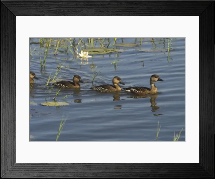 Framed Print : Wandering Whistling-Ducks - Adult and nearly full grown youngsters. Also known as: Water Whistle-duck, Water Whistle Duck and Whistling Tree-duck At Marlgu Billabong Framed Print : Wandering Whistling-Ducks - Adult and nearly full grown youngsters. Also known as: Water Whistle-duck, Water Whistle Duck and Whistling Tree-duck At Marlgu Billabong