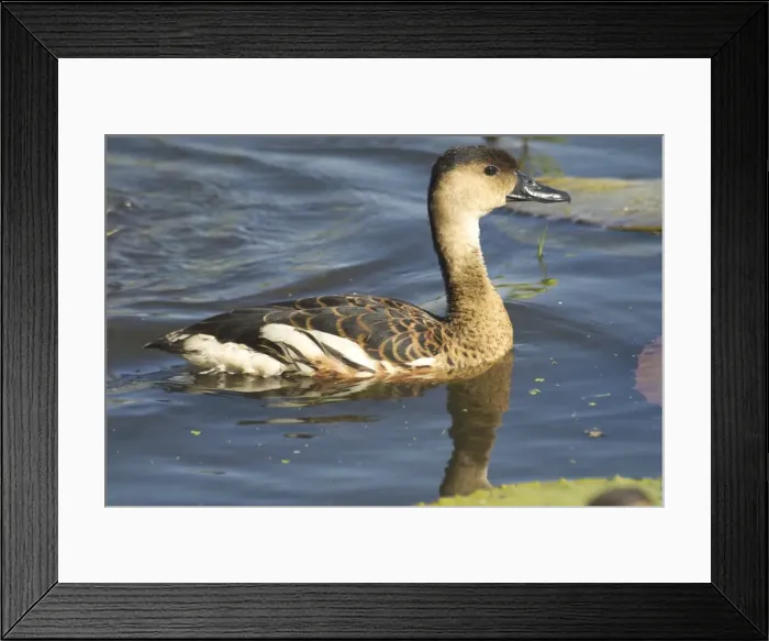 Framed Print : Wandering Whistling-Ducks - Adult and nearly full grown youngsters. Also known as Water Whistle-duck, Water Whistle Duck and Whistling Tree-duck At Marlgu Billabong Framed Print : Wandering Whistling-Ducks - Adult and nearly full grown youngsters. Also known as Water Whistle-duck, Water Whistle Duck and Whistling Tree-duck At Marlgu Billabong