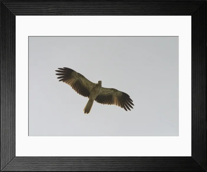 Framed Print : Whistling Kite At Lajamanu, an aboriginal community on the northern edge of the Tanami Desert. Northern Territory, Australia. Widespread throughout Australia especially in the north. Northern birds partly migratory to the south Framed Print : Whistling Kite At Lajamanu, an aboriginal community on the northern edge of the Tanami Desert. Northern Territory, Australia. Widespread throughout Australia especially in the north. Northern birds partly migratory to the south