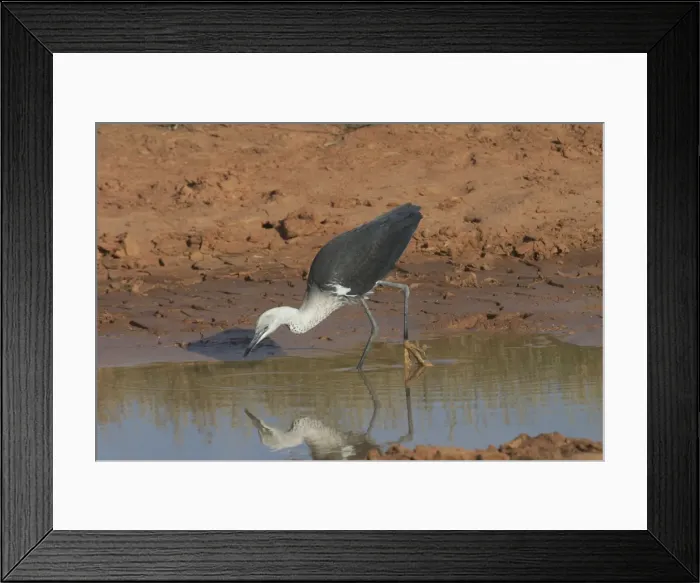 Framed Print : White-necked Heron - at drying pool, also known as Pacific Heron At Lajamanu an aboriginal settlement on the northern edge of the Tanami Desert. Northern territory, Australia Framed Print : White-necked Heron - at drying pool, also known as Pacific Heron At Lajamanu an aboriginal settlement on the northern edge of the Tanami Desert. Northern territory, Australia
