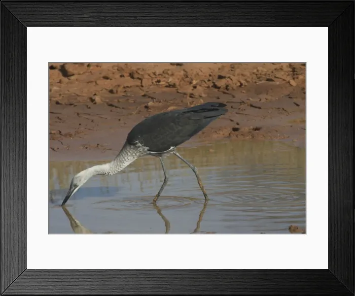 Framed Print : White-necked Heron - at drying pool. Also known as Pacific Heron At Lajamanu an aboriginal settlement on the northern edge of the Tanami Desert. Northern territory, Australia Framed Print : White-necked Heron - at drying pool. Also known as Pacific Heron At Lajamanu an aboriginal settlement on the northern edge of the Tanami Desert. Northern territory, Australia