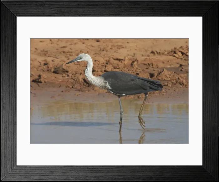 Framed Print : White-necked Heron - at drying pool. Also known as Pacific Heron At Lajamanu an aboriginal settlement on the northern edge of the Tanami Desert. Northern territory, Australia Framed Print : White-necked Heron - at drying pool. Also known as Pacific Heron At Lajamanu an aboriginal settlement on the northern edge of the Tanami Desert. Northern territory, Australia