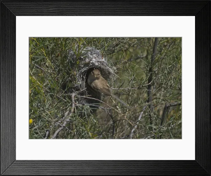 Framed Print : White-winged Fairy-wren At Lajamanu an aboriginal settlement on the northern edge of the Tanami Desert. Northern Territory, Australia. Found throughout most of the interior of Australia reaching the coast only in the west Framed Print : White-winged Fairy-wren At Lajamanu an aboriginal settlement on the northern edge of the Tanami Desert. Northern Territory, Australia. Found throughout most of the interior of Australia reaching the coast only in the west