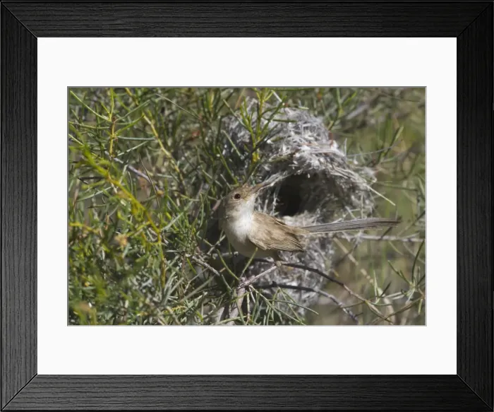 Framed Print : White-winged Fairy-wren At Lajamanu an aboriginal settlement on the northern edge of the Tanami Desert. Northern Territory, Australia. Found throughout most of the interior of Australia reaching the coast only in the west Framed Print : White-winged Fairy-wren At Lajamanu an aboriginal settlement on the northern edge of the Tanami Desert. Northern Territory, Australia. Found throughout most of the interior of Australia reaching the coast only in the west