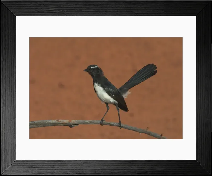 Framed Print : Willie Wagtail At Lajamanu, an aboriginal community on the northern edge of the Tanami Desert. Northern Territory, Australia. Extremely common right throughout Australia in all habitats except for the densest of forests Framed Print : Willie Wagtail At Lajamanu, an aboriginal community on the northern edge of the Tanami Desert. Northern Territory, Australia. Extremely common right throughout Australia in all habitats except for the densest of forests