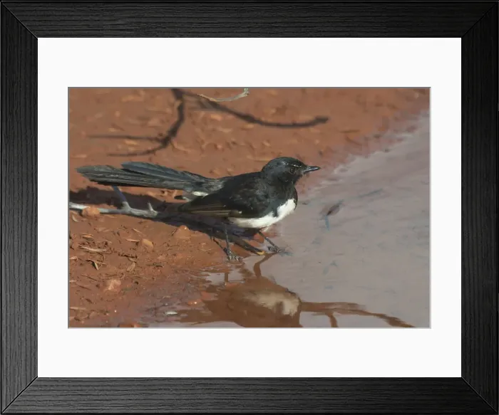 Framed Print : Willie Wagtail At Lajamanu, an aboriginal community on the northern edge of the Tanami Desert. Northern Territory, Australia. Extremely common right throughout Australia in all habitats except for the densest of forests Framed Print : Willie Wagtail At Lajamanu, an aboriginal community on the northern edge of the Tanami Desert. Northern Territory, Australia. Extremely common right throughout Australia in all habitats except for the densest of forests
