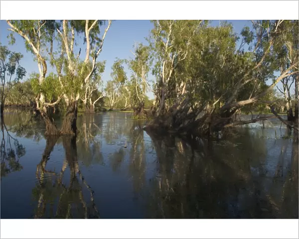 Kakadu National Park, Australia - Paperbark trees (Melaleuca sp) in the wetlands of Yellow Waters, Cooinda, in Kakadu National Park. A World Heritage listed National Park with wetlands of International Importance (Ramsar Convention)