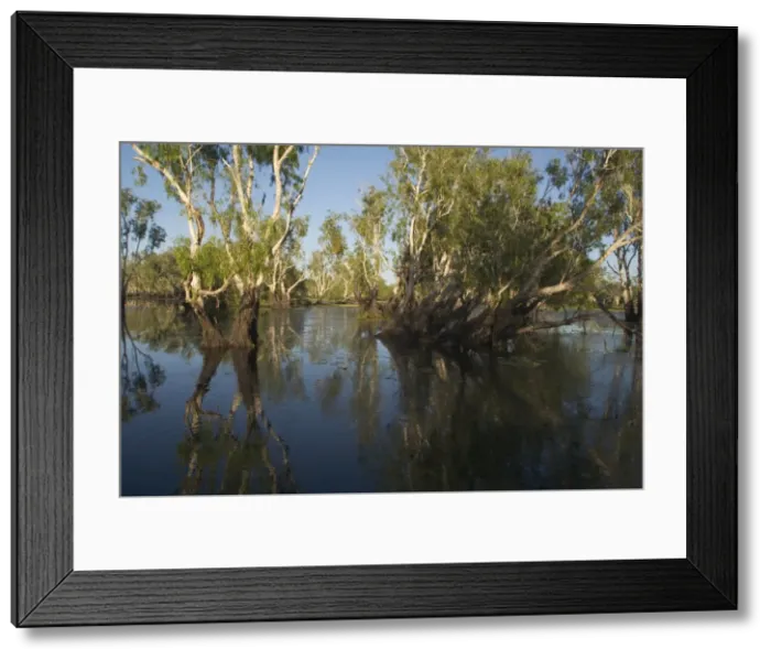 Framed Print : Kakadu National Park, Australia - Paperbark trees (Melaleuca sp) in the wetlands of Yellow Waters, Cooinda, in Kakadu National Park. A World Heritage listed National Park with wetlands of International Importance (Ramsar Convention) Framed Print : Kakadu National Park, Australia - Paperbark trees (Melaleuca sp) in the wetlands of Yellow Waters, Cooinda, in Kakadu National Park. A World Heritage listed National Park with wetlands of International Importance (Ramsar Convention)