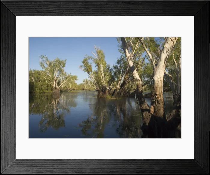 Framed Print : Kakadu National Park, Australia - Paperbark trees (Melaleuca sp) in the wetlands of Yellow Waters, Cooinda, in Kakadu National Park. A World Heritage listed National Park with wetlands of International Importance (Ramsar Convention) Framed Print : Kakadu National Park, Australia - Paperbark trees (Melaleuca sp) in the wetlands of Yellow Waters, Cooinda, in Kakadu National Park. A World Heritage listed National Park with wetlands of International Importance (Ramsar Convention)