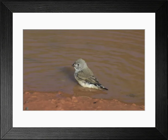 Framed Print : Zebra Finch - juvenile in pool. At Lajamanu an aboriginal community on the northern edge of the Tanami Desert. Northern Territory, Australia. The arid interior of Australia has reddish rocks and mud Framed Print : Zebra Finch - juvenile in pool. At Lajamanu an aboriginal community on the northern edge of the Tanami Desert. Northern Territory, Australia. The arid interior of Australia has reddish rocks and mud