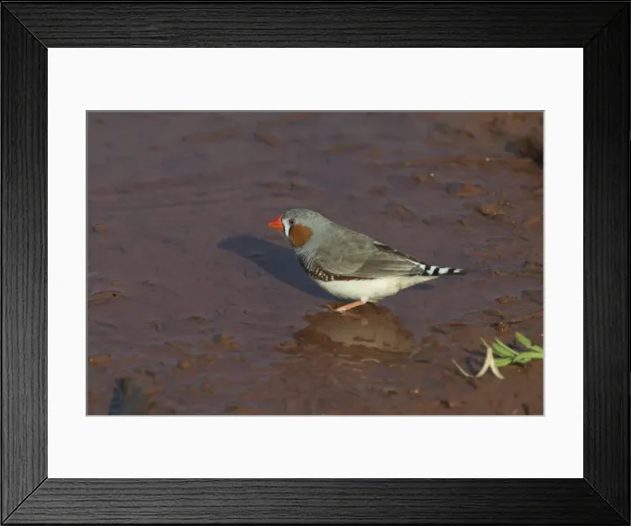 Framed Print : Zebra Finch - Male at pool. At Lajamanu an aboriginal community on the northern edge of the Tanami Desert. Northern Territory, Australia. The arid interior of Australia has reddish rocks and mud Framed Print : Zebra Finch - Male at pool. At Lajamanu an aboriginal community on the northern edge of the Tanami Desert. Northern Territory, Australia. The arid interior of Australia has reddish rocks and mud