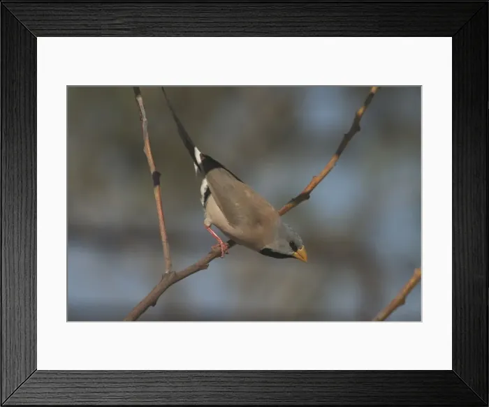 Framed Print : Long-tailed Finch - Kimberley subspecies with yellowish bill. Only found in northern Australia. Inhabits dry grassland with scattered trees, open woodland. Never far from water. Sociable species usually found in flocks Framed Print : Long-tailed Finch - Kimberley subspecies with yellowish bill. Only found in northern Australia. Inhabits dry grassland with scattered trees, open woodland. Never far from water. Sociable species usually found in flocks