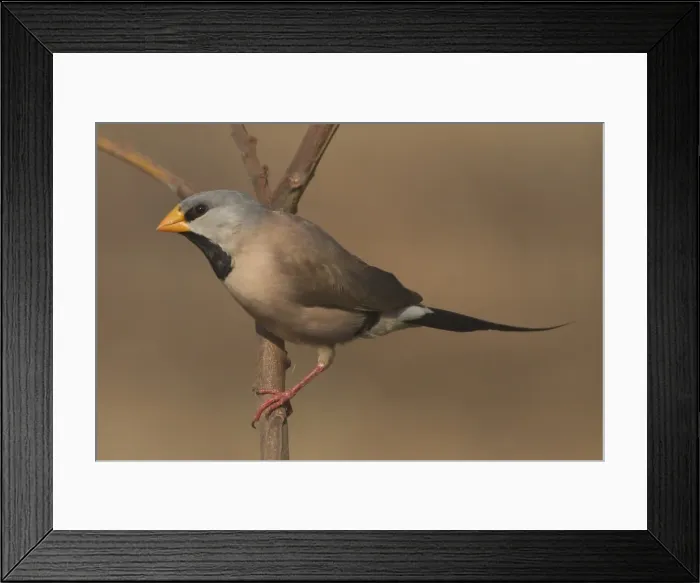 Framed Print : Long-tailed Finch - Kimberley subspecies with yellowish bill. Only found in northern Australia. Inhabits dry grassland with scattered trees, open woodland. Never far from water. Sociable species usually found in flocks Framed Print : Long-tailed Finch - Kimberley subspecies with yellowish bill. Only found in northern Australia. Inhabits dry grassland with scattered trees, open woodland. Never far from water. Sociable species usually found in flocks