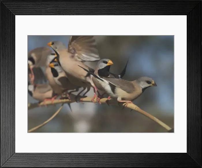 Framed Print : Long-tailed Finches - juvenile in foreground. Kimberley subspecies with yellowish bill. Only found in northern Australia. Inhabits dry grassland with scattered trees, open woodland. Never far from water Framed Print : Long-tailed Finches - juvenile in foreground. Kimberley subspecies with yellowish bill. Only found in northern Australia. Inhabits dry grassland with scattered trees, open woodland. Never far from water