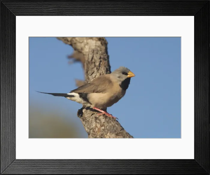 Framed Print : Long-tailed Finch - Kimberley subspecies with yellowish bill. Only found in northern Australia. Inhabits dry grassland with scattered trees, open woodland. Never far from water. Sociable species usually found in flocks Framed Print : Long-tailed Finch - Kimberley subspecies with yellowish bill. Only found in northern Australia. Inhabits dry grassland with scattered trees, open woodland. Never far from water. Sociable species usually found in flocks