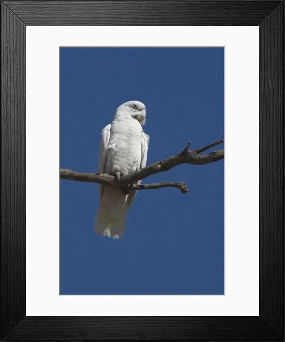 Framed Print : Little Corella Found throughout most of Australia in dry woodland, mulga and mallee. Also around inland farm bores and tree-lined watercourses. Kimberleys, Western Australia Framed Print : Little Corella Found throughout most of Australia in dry woodland, mulga and mallee. Also around inland farm bores and tree-lined watercourses. Kimberleys, Western Australia