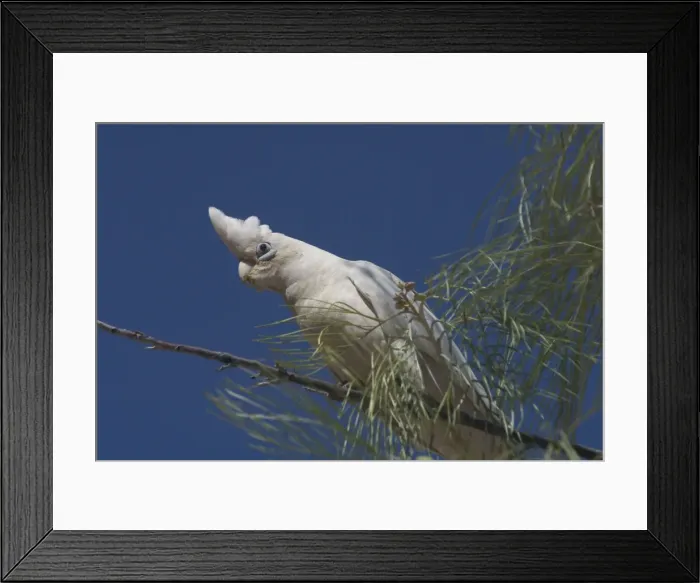 Framed Print : Little Corella Found throughout most of Australia in dry woodland, mulga and mallee. Also around inland farm bores and tree-lined watercourses. Kimberleys, Western Australia Framed Print : Little Corella Found throughout most of Australia in dry woodland, mulga and mallee. Also around inland farm bores and tree-lined watercourses. Kimberleys, Western Australia