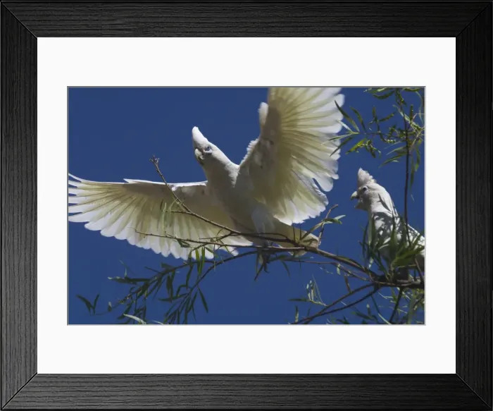 Framed Print : Little Corella Found throughout most of Australia in dry woodland, mulga and mallee. Also around inland farm bores and tree-lined watercourses. Kimberleys, Western Australia Framed Print : Little Corella Found throughout most of Australia in dry woodland, mulga and mallee. Also around inland farm bores and tree-lined watercourses. Kimberleys, Western Australia