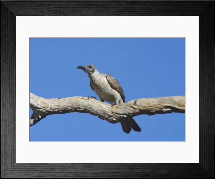 Framed Print : Little Friarbird A bird of open forests, dry grassy woodlands, wet woodlands, mangroves and gardens. Nomadic, following flowering trees. Pugnacious and noisy. Will drive smaller honeyeaters away from flowers