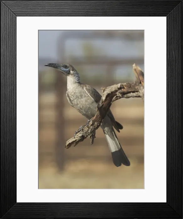 Framed Print : Little Friarbird A bird of open forests, dry grassy woodlands, wet woodlands, mangroves and gardens. Nomadic, following flowering trees. Pugnacious and noisy. Will drive smaller honeyeaters away from flowers